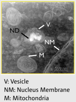 Monch-Attolight-Cathodoluminescence-Biological-Imaging-Materials-Characterization